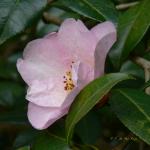 Bois des Moutiers (78) mars 2012