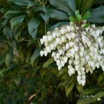 Bois des Moutiers (79) mars 2012