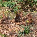 Bois des Moutiers (86) mars 2012