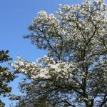 Bois des Moutiers (95) mars 2012