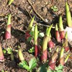 Bois des Moutiers (97) mars 2012