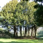 Bois des Moutiers (10) mars 2012