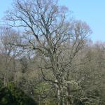 Bois des Moutiers (11) mars 2012