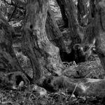 Bois des Moutiers (130) mars 2012