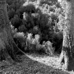 Bois des Moutiers (135) mars 2012