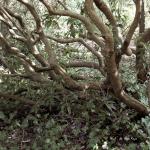 Bois des Moutiers (14) mars 2012