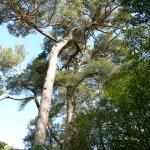 Bois des Moutiers (18) mars 2012