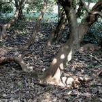 Bois des Moutiers (19) mars 2012