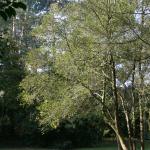 Bois des Moutiers (22) mars 2012