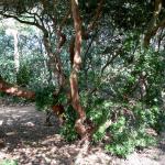 Bois des Moutiers (24) mars 2012