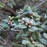 Bois des Moutiers (26) mars 2012