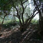 Bois des Moutiers (4) mars 2012