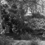 Bois des Moutiers (40) mars 2012