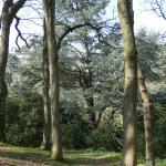 Bois des Moutiers (43) mars 2012