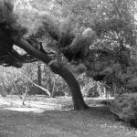 Bois des Moutiers (47) mars 2012