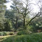 Bois des Moutiers (5) mars 2012