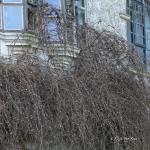 Bois des Moutiers (6) mars 2012