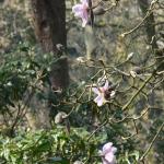 Bois des Moutiers (63) mars 2012