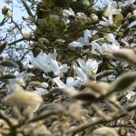 Bois des Moutiers (67) mars 2012