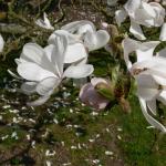 Bois des Moutiers (69) mars 2012