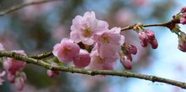 Bois des Moutiers - Mars - Les arbres, le printemps
