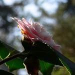 Bois des Moutiers (73) mars 2012