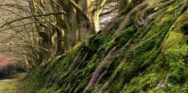 Bois des Moutiers - Mars - Les arbres, le printemps