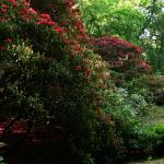 Bois des Moutiers (1) Juin 2012