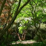 Bois des Moutiers (106) Mai 2012