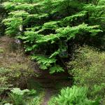 Bois des Moutiers (145) Mai 2012