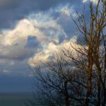 Arbres au crépuscule1