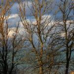 Arbres au crépuscule3