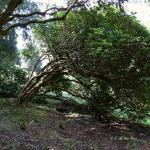 Bois des Moutiers (22) Avril 2012