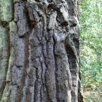 Bois des Moutiers (49) mars 2012