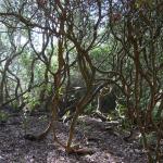 Bois des Moutiers (50) mars 2012