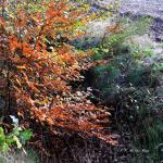 Chant d'automne 2012 (27)