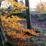 Chant d'automne 2012 (33)