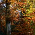 Chant d'automne 2012 (4)