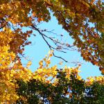 Chant d'automne 2012 (5)