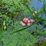 Bois des Moutiers (230) Mai 2012