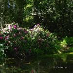 Bois des Moutiers (361) Mai 2012