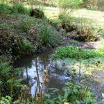 Bois des Moutiers (53) Mai 2012