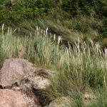 Dans le granite rose