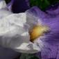 Iris violet détail