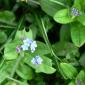 Myosotis