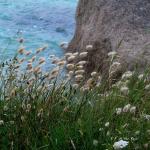 Végétation bord de mer