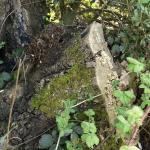 Bois des Moutiers (27) avril 2012