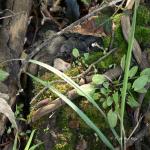 Bois des Moutiers (28) avril 2012