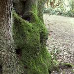 Bois des Moutiers (41) Mai 2012