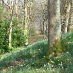 Bois des Moutiers (122) mars 2012